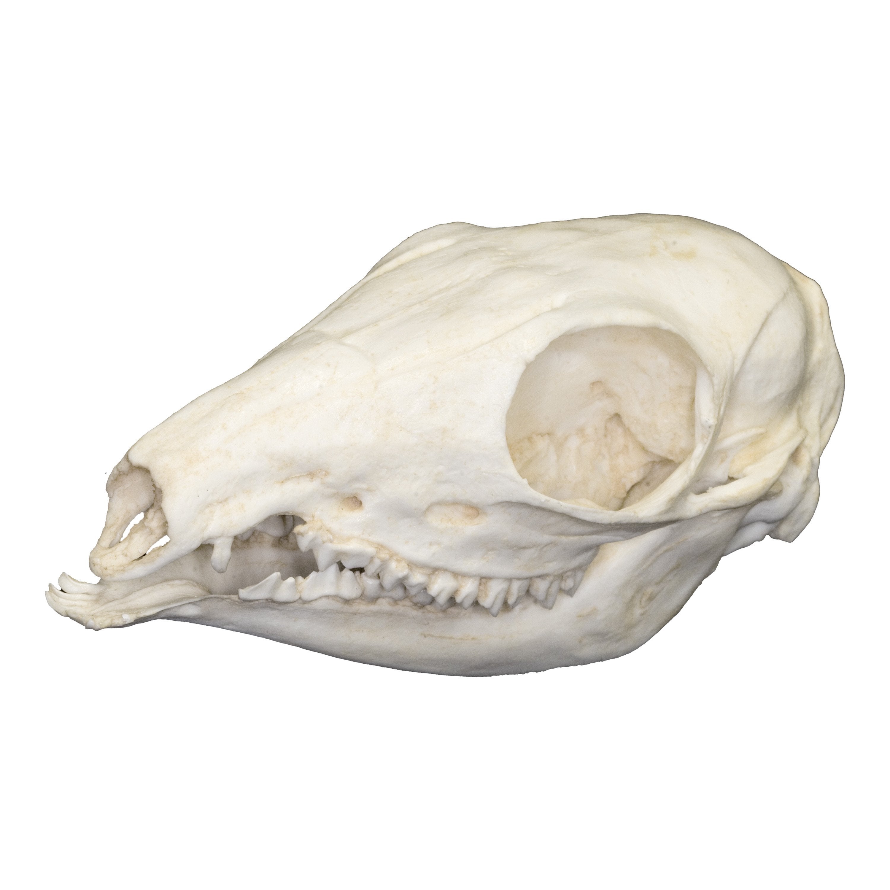 Authentic Replica Asiatic Mouse Deer Skull - Handcrafted Home Decor for Gothic & Nature-Inspired Interiors | Perfect for Halloween, Cabin Decor & Taxidermy Displays