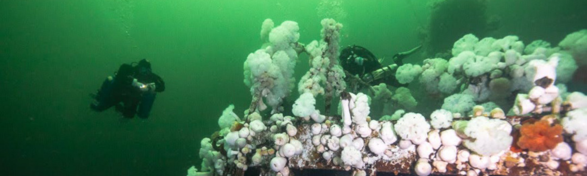 Nanaimo Shipwreck Scuba Diving Adventure Tour - Explore Historic Underwater Wrecks in BC, Canada | Perfect for Adventure Seekers & Marine Life Enthusiasts