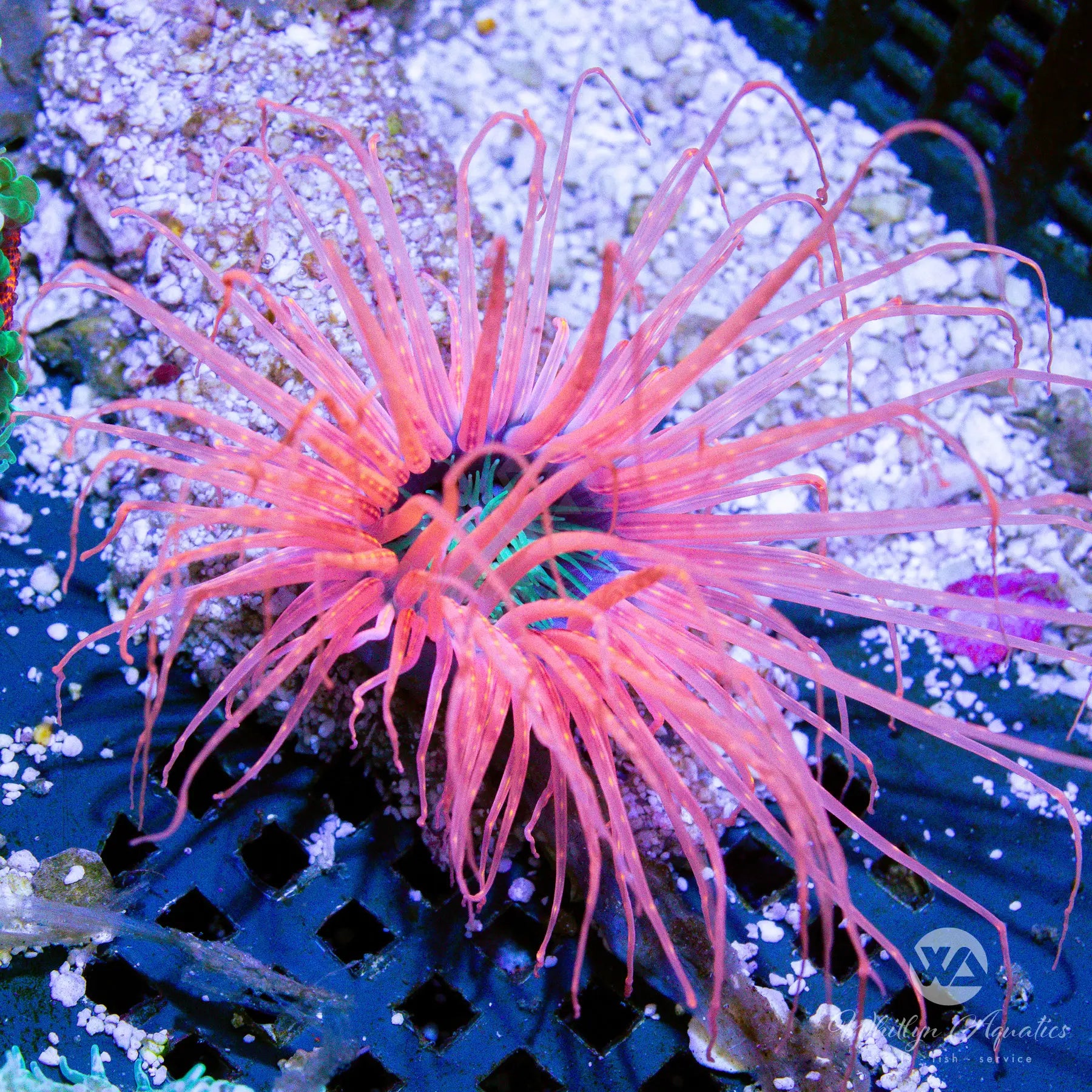 D49 Pink Tube Anemone Coral - Live Saltwater Aquarium Coral for Reef Tanks | Perfect for Marine Aquascaping and Coral Reef Displays