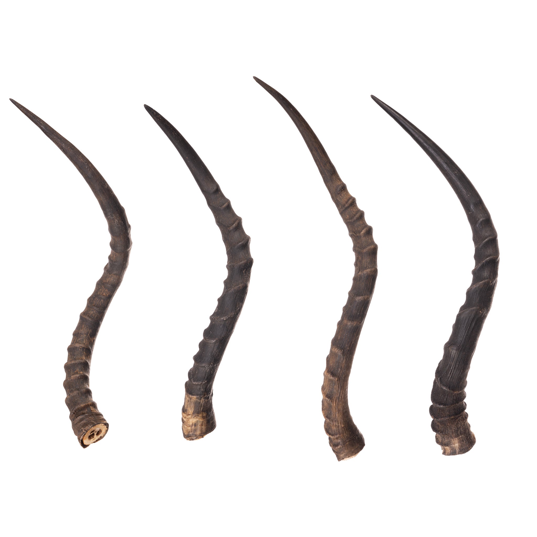 Authentic Impala Horn - Genuine African Antelope Horn for Home Decor, Crafts & Jewelry Making | Perfect for DIY Projects, Wall Art & Unique Gifts