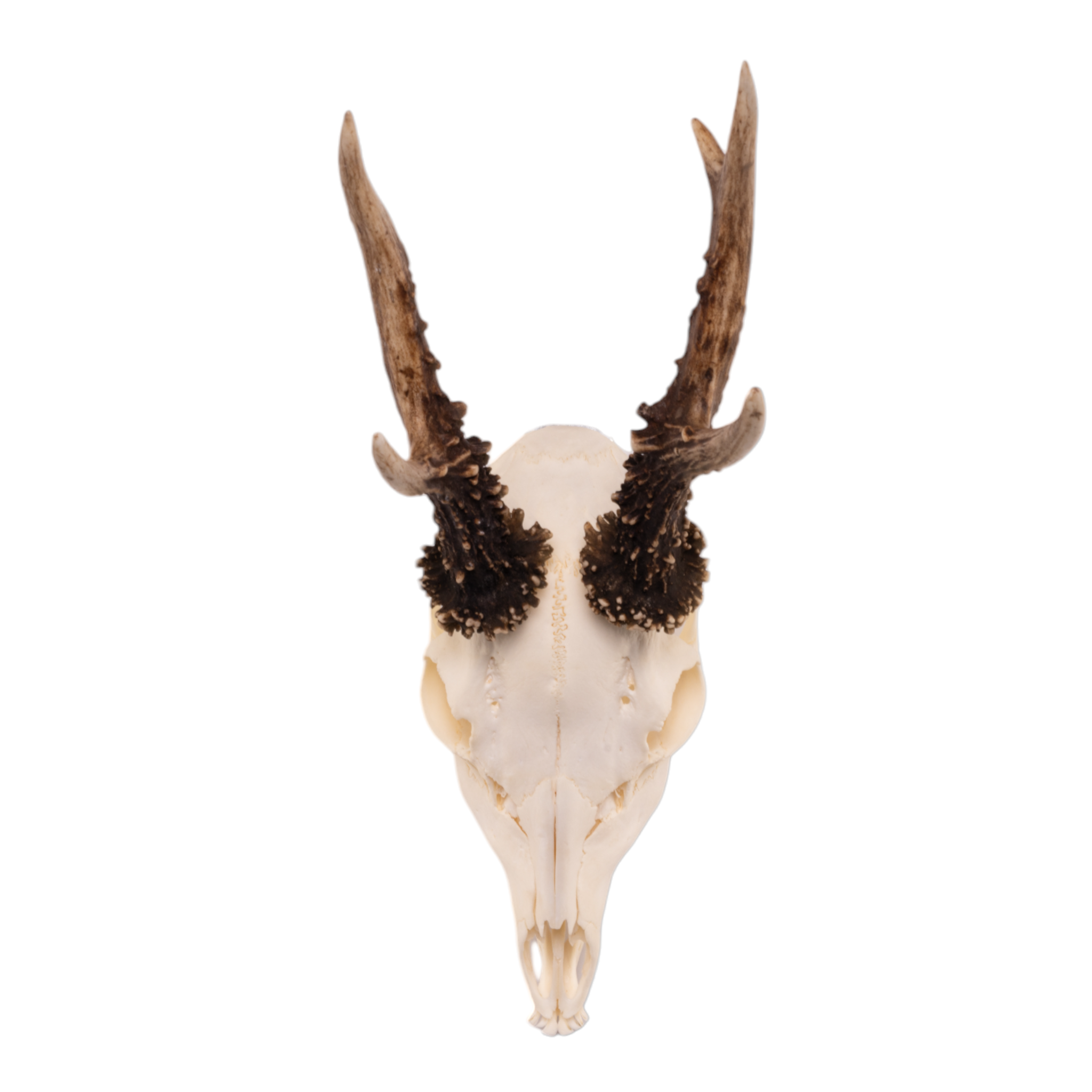 Real Roe Deer Skull with Mandible - European Mount Taxidermy for Home Decor, Hunting Trophy & Gothic Display | Perfect for Cabin, Man Cave & Halloween Decorations