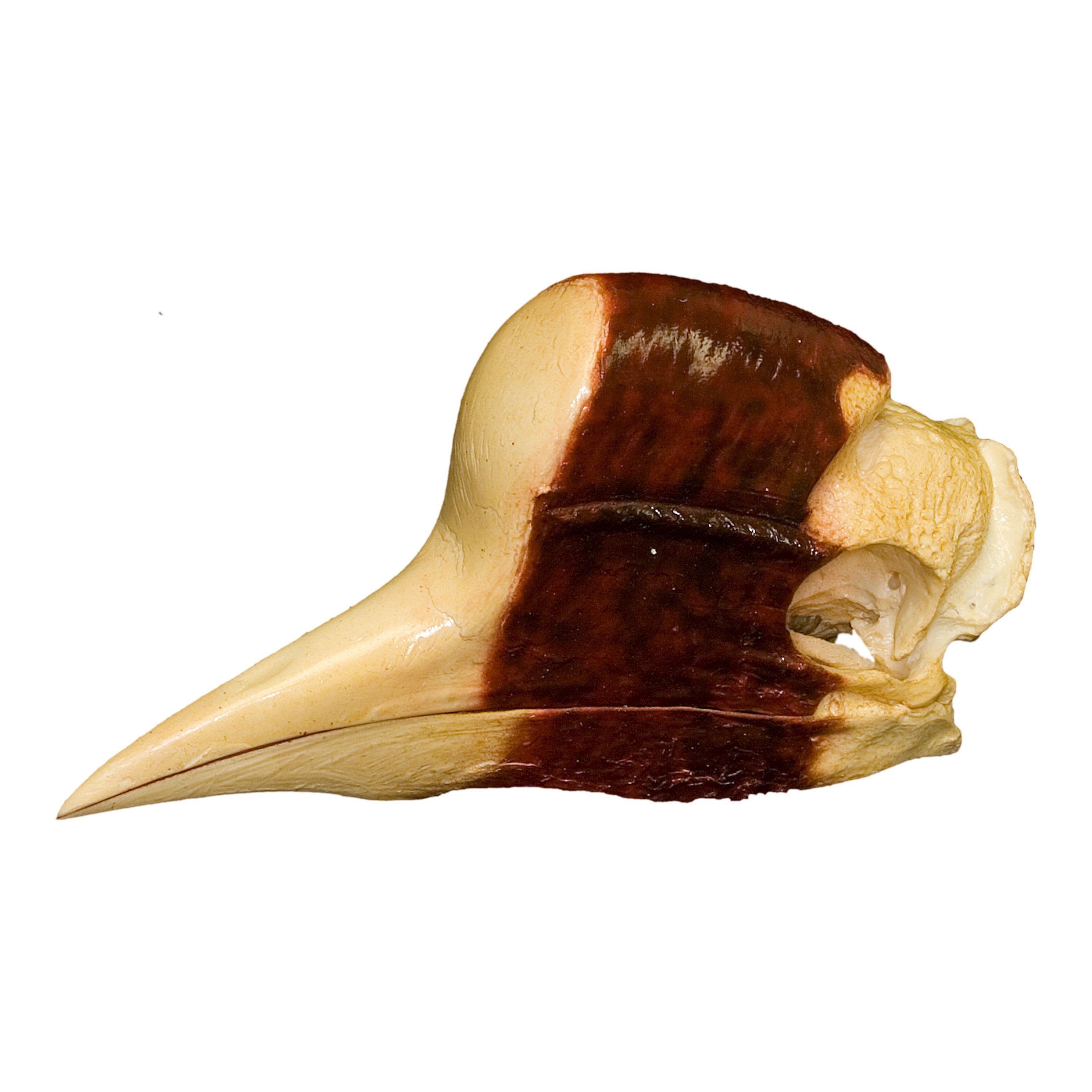 Authentic Replica Helmeted Hornbill Skull - Realistic Bird Skull Decoration for Home Decor, Gothic Display, and Educational Use