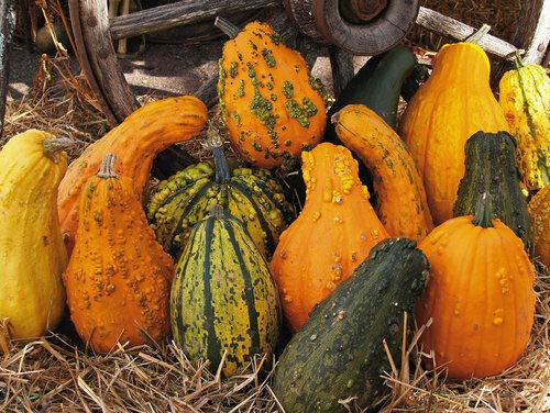Organic Lunch Lady Gourd Seeds - 12+ Non-GMO Heirloom Seeds for Home Gardening, Vegetable Planting & DIY Projects | Perfect for Vertical Gardens, Containers & Backyard Farming