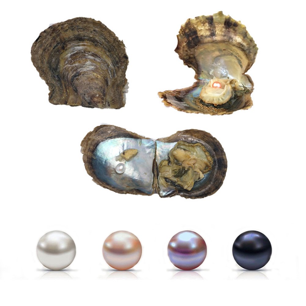 4PC Saltwater Akoya Pearl Oyster with 6-8mm Pearls Inside - Genuine Cultured Pearls for Jewelry Making, DIY Crafts & Gift Giving - Perfect for Wedding Favors, Birthday Presents & Home Decor