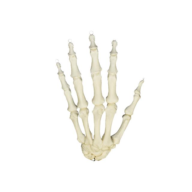 Realistic Articulated Human Hand Model - Perfect for Medical Training, Art Reference & Halloween Props