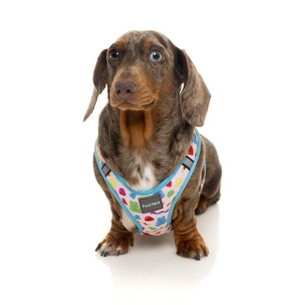 Fuzzyard Jelly Bears Dog Step-in Harness - Adjustable Soft Pet Vest for Small Medium Large Dogs (6 Sizes) | Perfect for Walking, Training & Outdoor Adventures