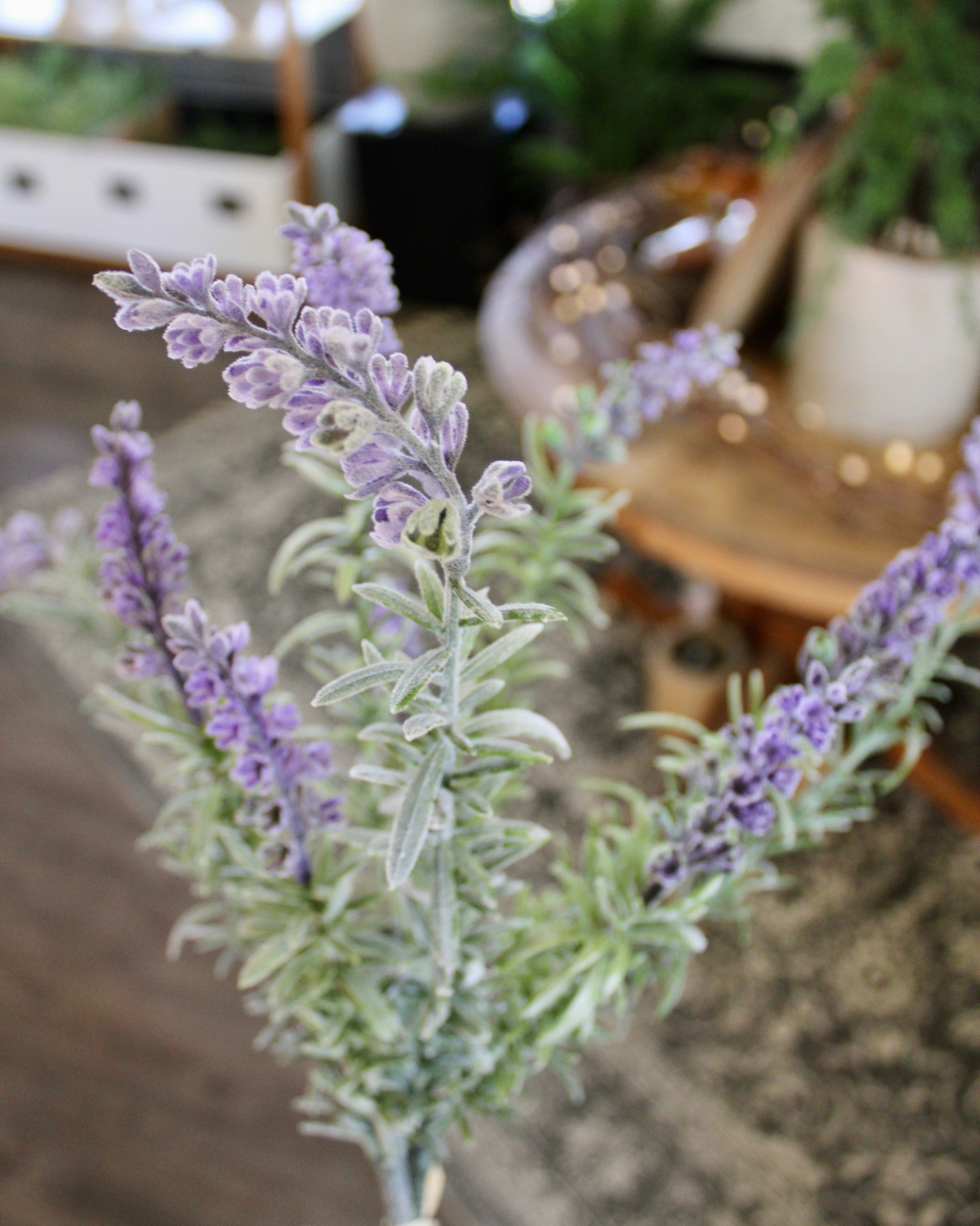 Premium Dried Lavender Bundles for Home Decor, Aromatherapy & Gifts | Relaxing Scent for Bedroom, Bath & Closet