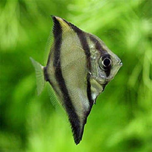 Premium Mono Angel Fish (Monodactylus Sebae) - Saltwater Aquarium Fish for Beginners | Perfect for Reef Tanks & Marine Aquascaping