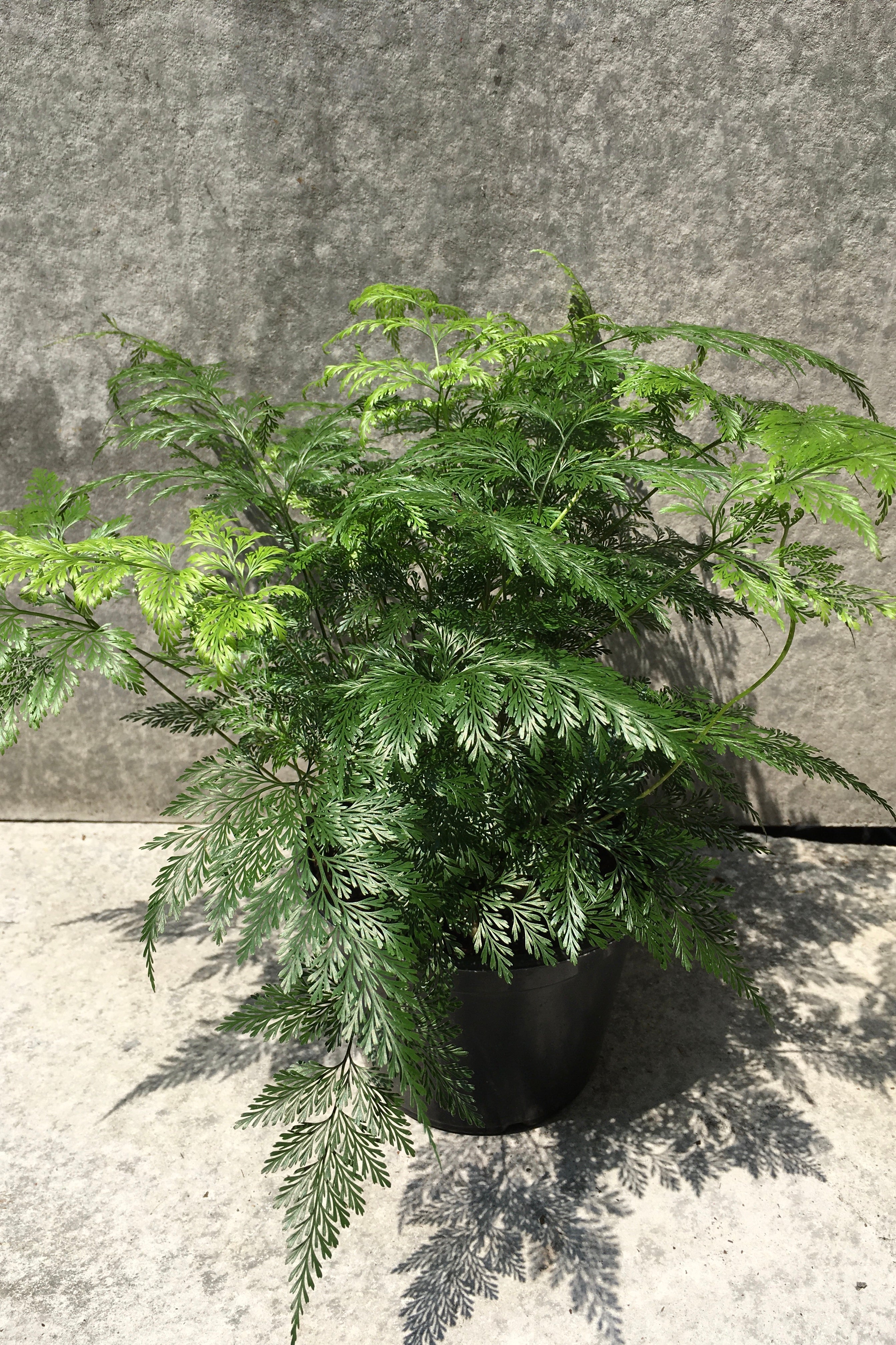 Davallia Canariensis Deer Foot Fern - 6 Inch Live Plant for Indoor & Outdoor Gardening - Perfect for Hanging Baskets, Terrariums, and Shaded Gardens