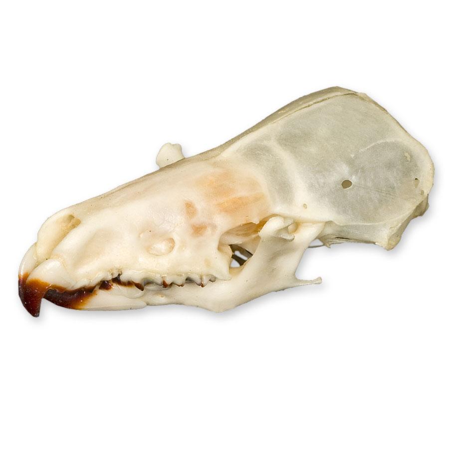 Authentic Real Shrew Skull Specimen - Perfect for Science Classrooms, Biology Studies & Oddity Collectors | Great for Educational Displays, Halloween Decor & Gothic Collections