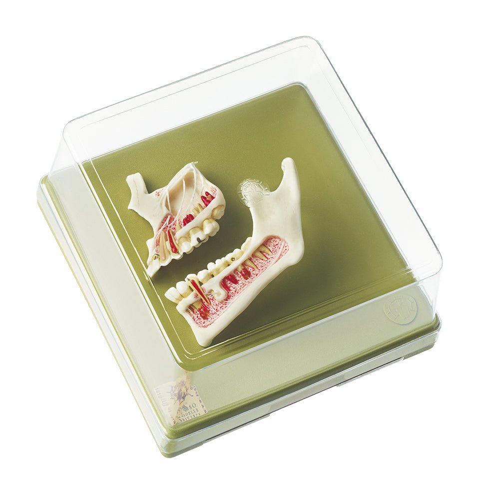 Upper and Lower Jaw Dental Model - High-Quality Dental Training Tool for Students & Professionals | Perfect for Dental Education, Practice & Demonstration