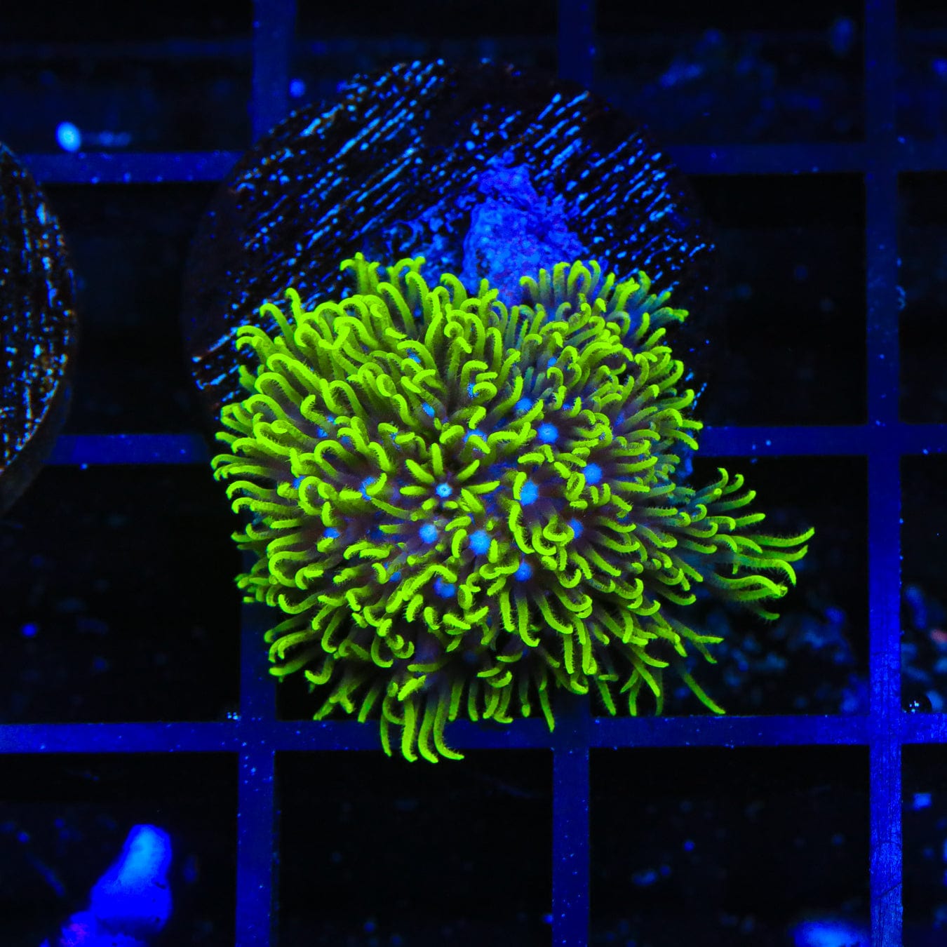 Blue Eye Star Polyps Coral for Saltwater Aquariums - Vibrant Soft Coral for Reef Tanks & Marine Aquascaping
