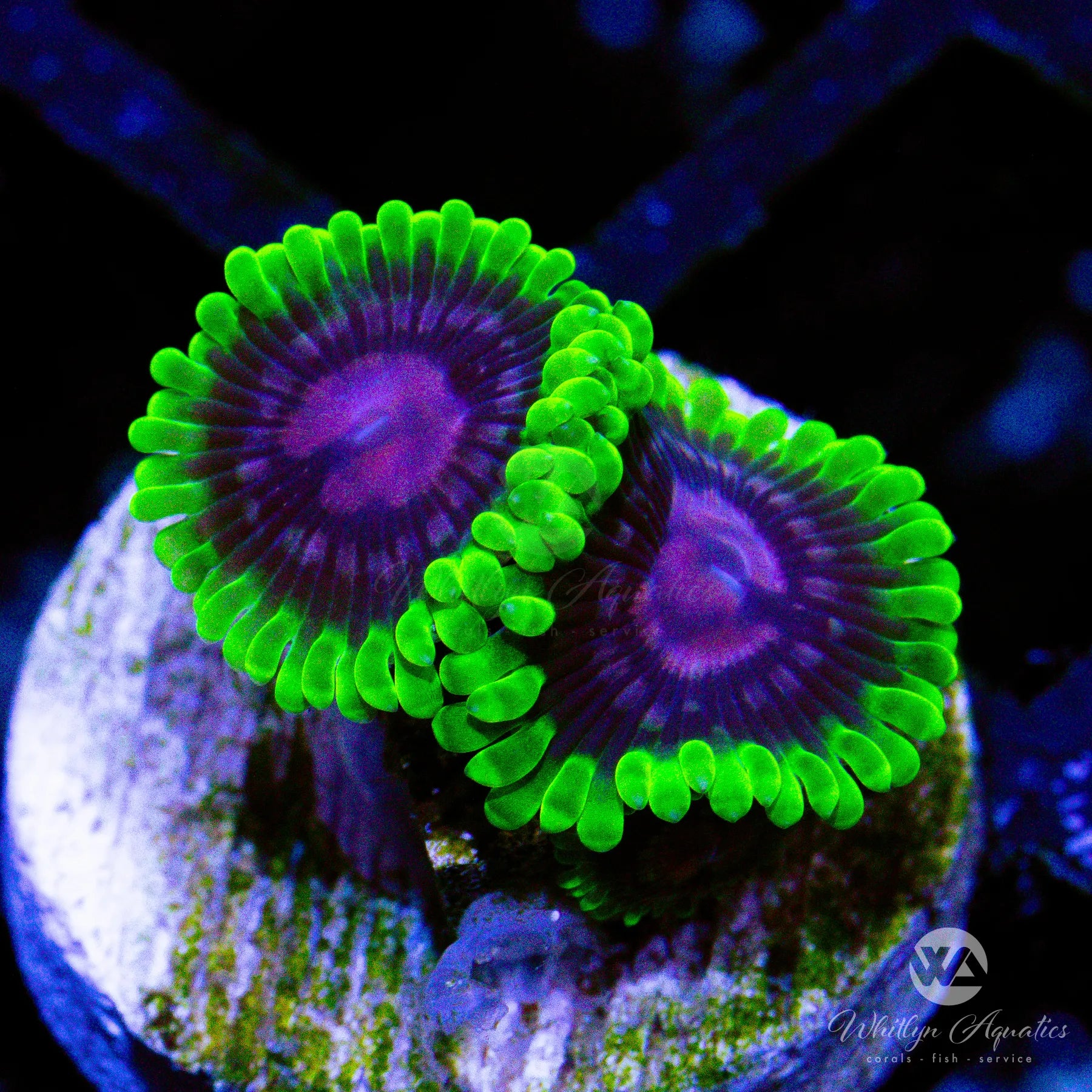 Scarlet Fever Zoa Coral - Vibrant Red Zoanthid for Saltwater Aquariums | Perfect for Reef Tanks & Marine Displays