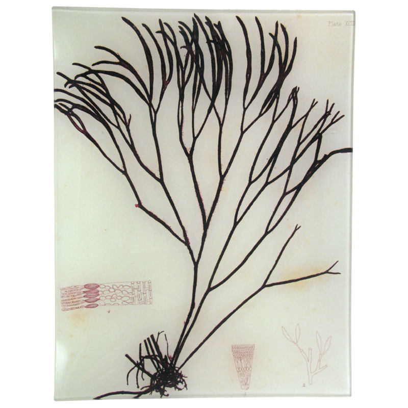 Premium Organic Seaweed Sheets for Sushi, Salads & Snacks | #30 Dried Seaweed (XCIII) | Healthy Vegan & Gluten-Free Superfood for Asian Cuisine & Home Cooking