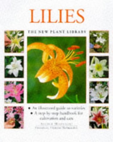 Lilies Bulbs for Planting - Fresh Flowering Perennials for Garden & Landscaping | Perfect for Home Gardens, Wedding Decor & Gift Giving