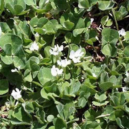 Outsidepride Annual Subterranean Clover Seeds for Lawn - 50 lbs. Cold Hardy, Nitrogen-Fixing Cover Crop Seeds for Pasture, Forage & Ground Cover | Soil Improvement & Wildlife Grazing | Perfect for Pastures, Gardens & Erosion Control