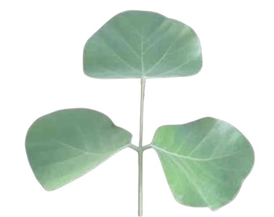 Butea Monosperma Leaves (Dhak ke Patte) - 100% Natural Dried Palash Leaves for Lal Kitab Remedies - Spiritual Healing & Puja Rituals - Perfect for Vastu, Meditation & Ayurvedic Uses