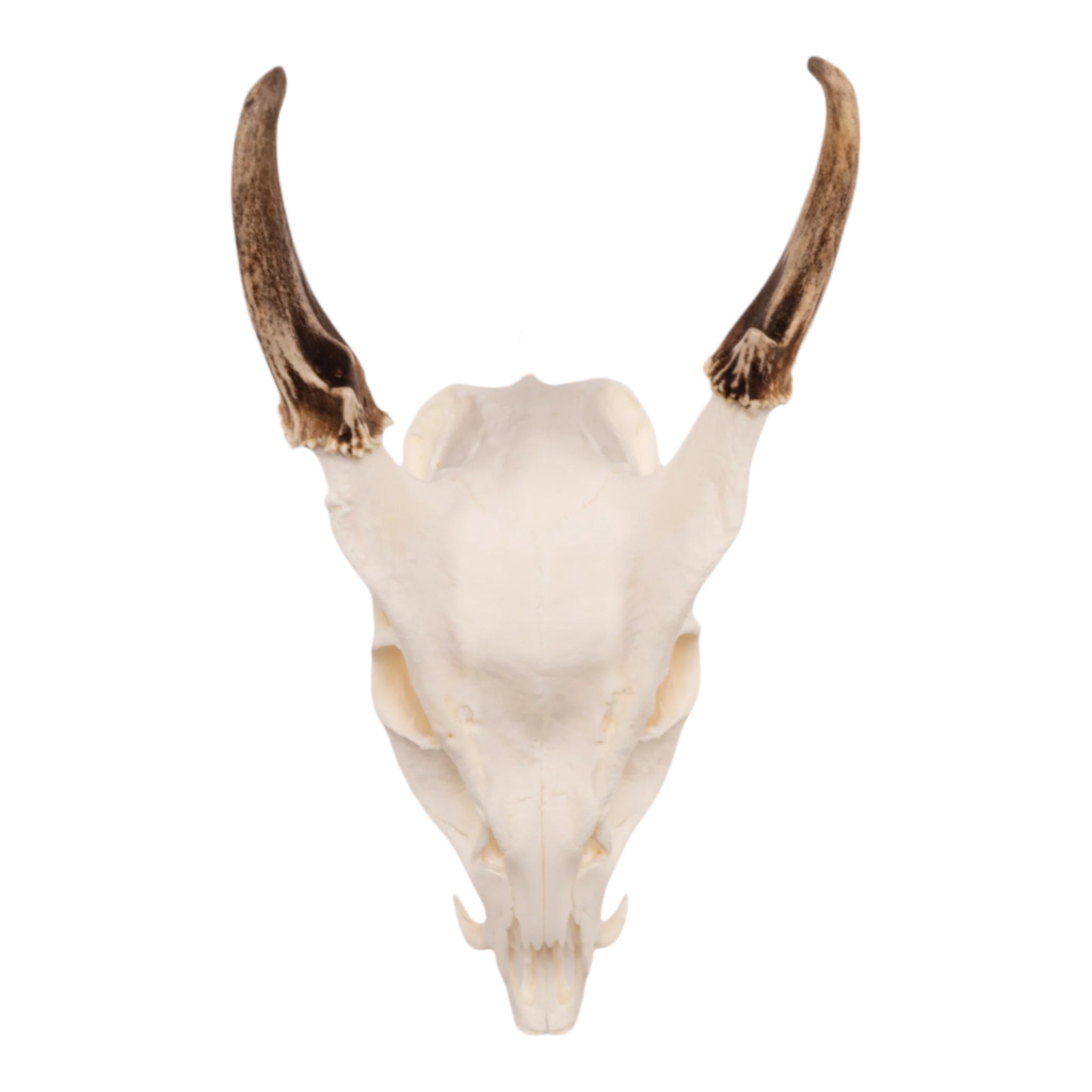 Real Reeve's Muntjac Skull with Mandible - Authentic Deer Skull Specimen for Taxidermy, Science Education & Gothic Home Decor | Perfect for Biology Classrooms, Hunting Cabin Displays & Oddity Collections