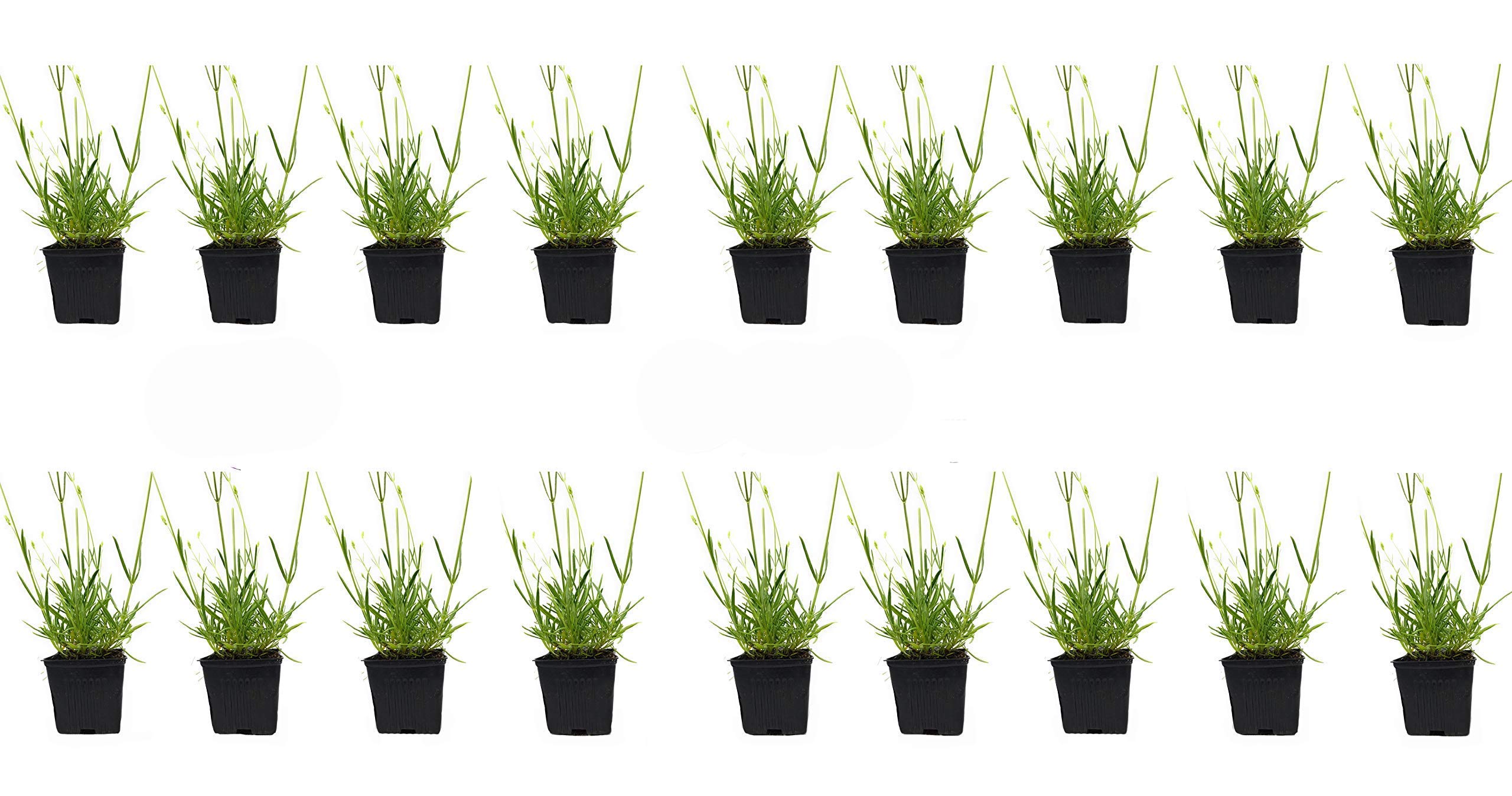 Lavender Hidcote Blue Dark Purple Flowers - 4 Inch Size Pot, Pack of 18 Plants - Perfect for Garden Borders, Aromatherapy & Home Decor