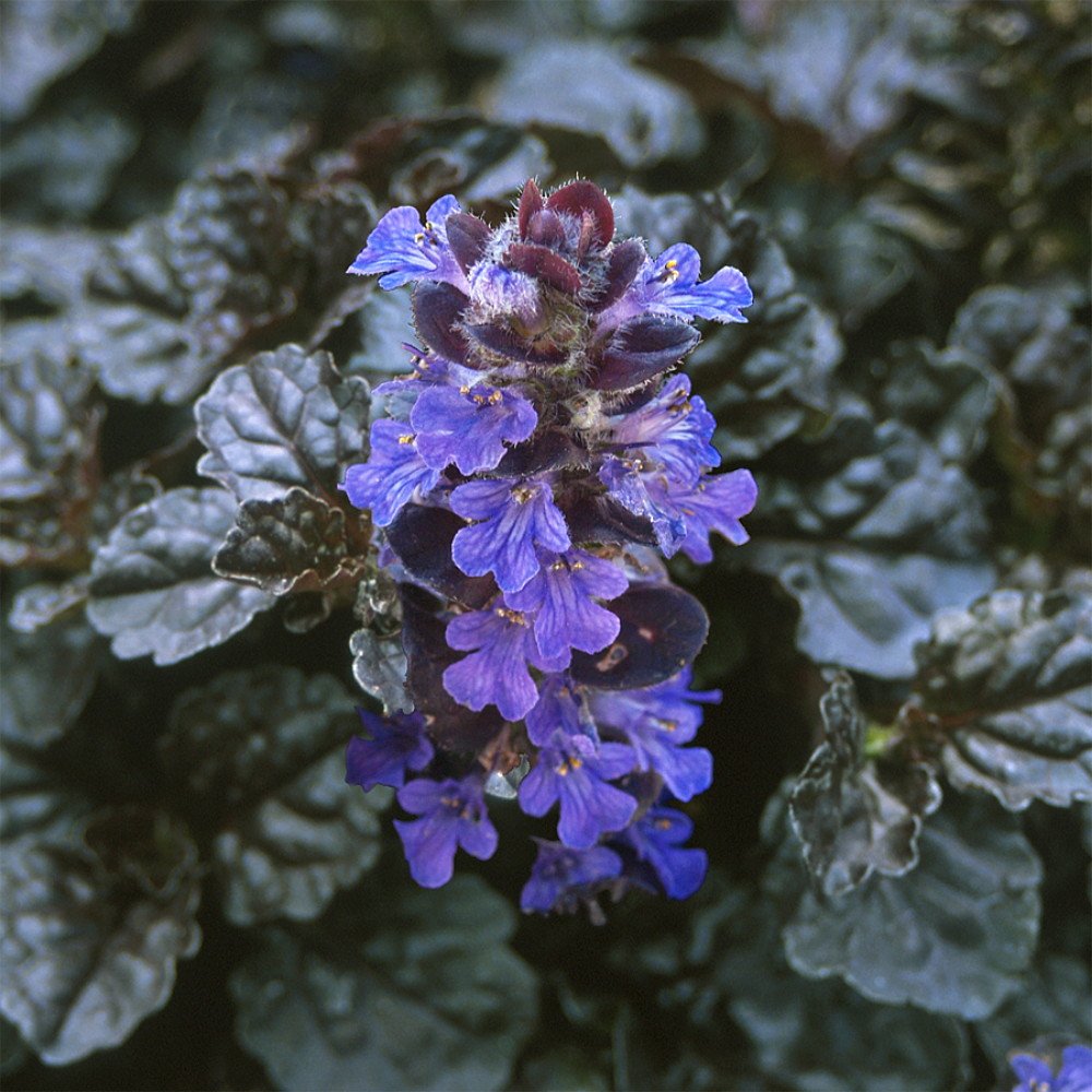 Black Scallop Bugleweed (Ajuga Reptans) - Darkest Foliage Ground Cover Plants - 48 Pack in 1.75