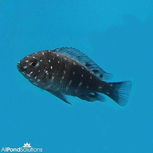 White Spotted Cichlid (Tropheus duboisi) - African Cichlid Fish for Aquarium & Fish Tank | Perfect for Freshwater Aquascaping & Tropical Fish Enthusiasts