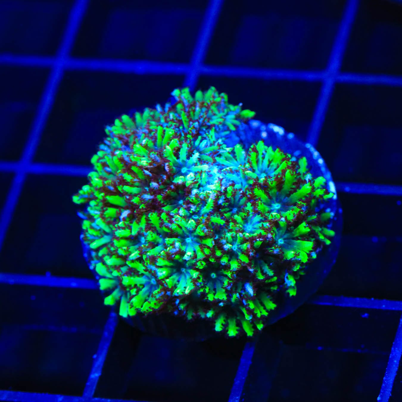 Premium Blue Green Sympodium Coral for Saltwater Aquariums - Vibrant Live Coral for Reef Tanks & Marine Aquascaping | Perfect for Beginners & Advanced Hobbyists