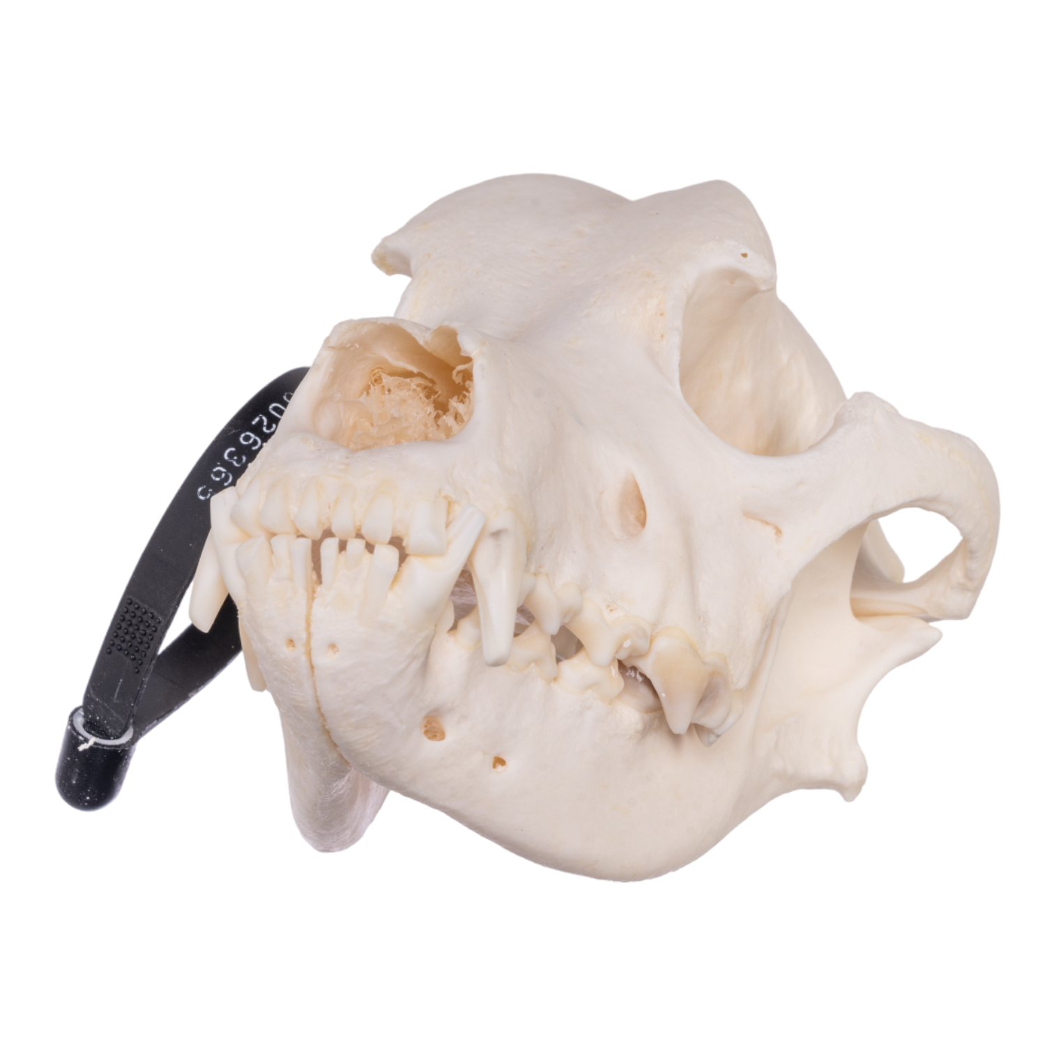 Authentic Rottweiler Dog Skull Specimen - Real Domestic Canine Skull for Veterinary Study, Taxidermy & Educational Display | Perfect for Biology Classrooms, Oddity Collections & Halloween Decor