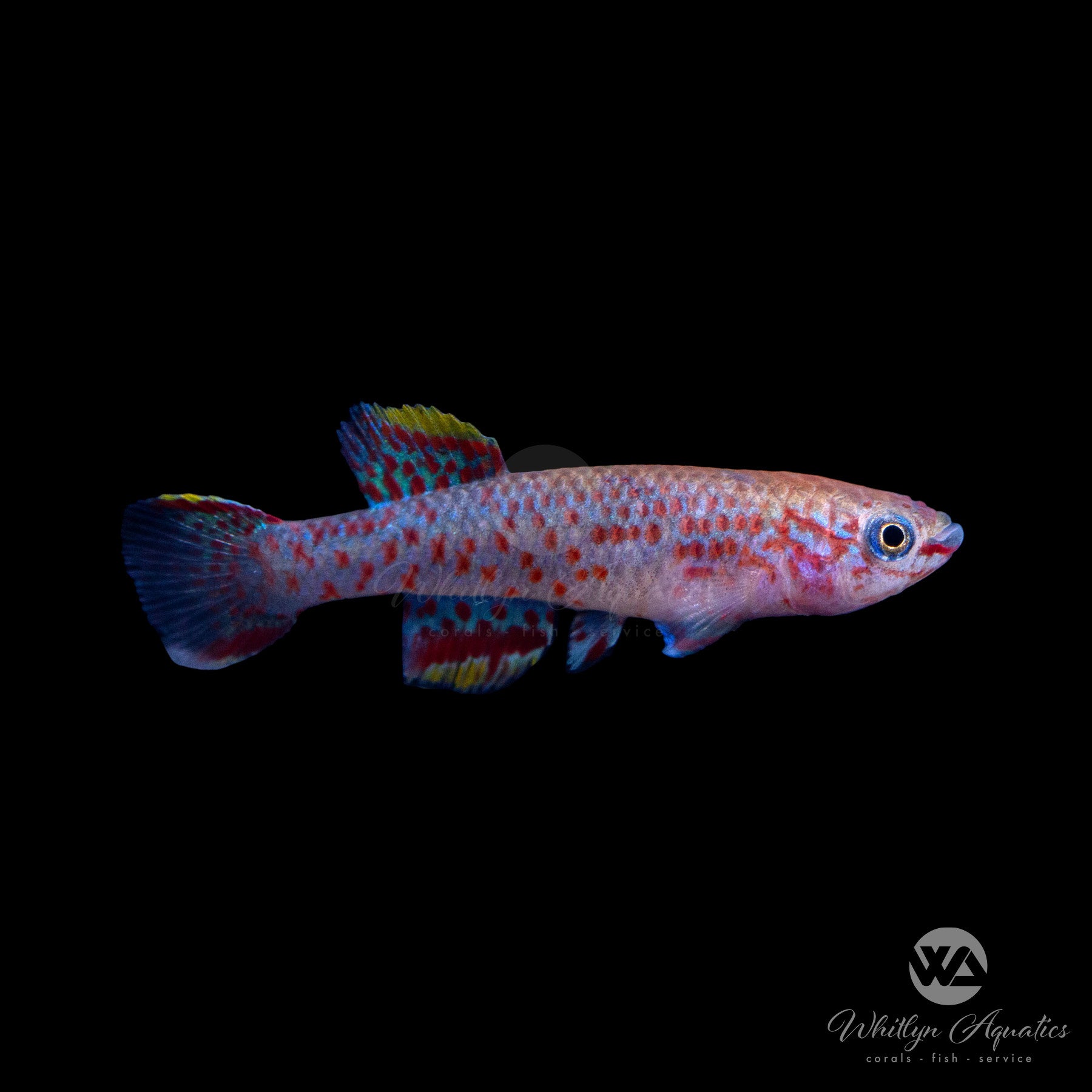Steel Blue Killifish (Fundulopanchax gardneri) - Live Aquarium Fish for Freshwater Tanks, Breeding Pairs & Colorful Tropical Fish Collections | Perfect for Home Aquariums, Fish Tanks & Aquatic Displays