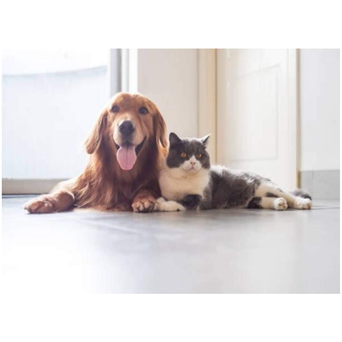 DIY Paint by Numbers Kit - British Shorthair Cat & Golden Retriever Dog Oil Painting for Adults & Kids Beginners | 16x20 Inch Canvas with Brushes | Home Decor, Gift Idea & Stress Relief Activity