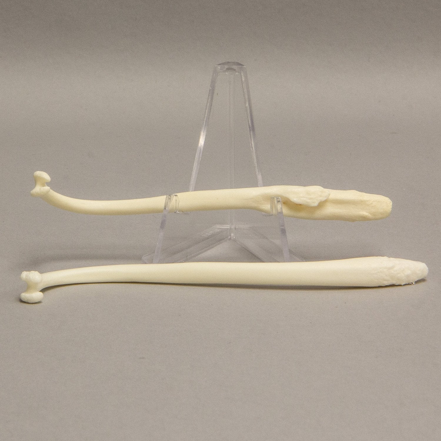 Authentic Healed Raccoon Baculum Comparison Set - Genuine Pathology Specimen for Research, Education & Taxidermy | Perfect for Biology Classrooms, Medical Studies & Oddity Collectors