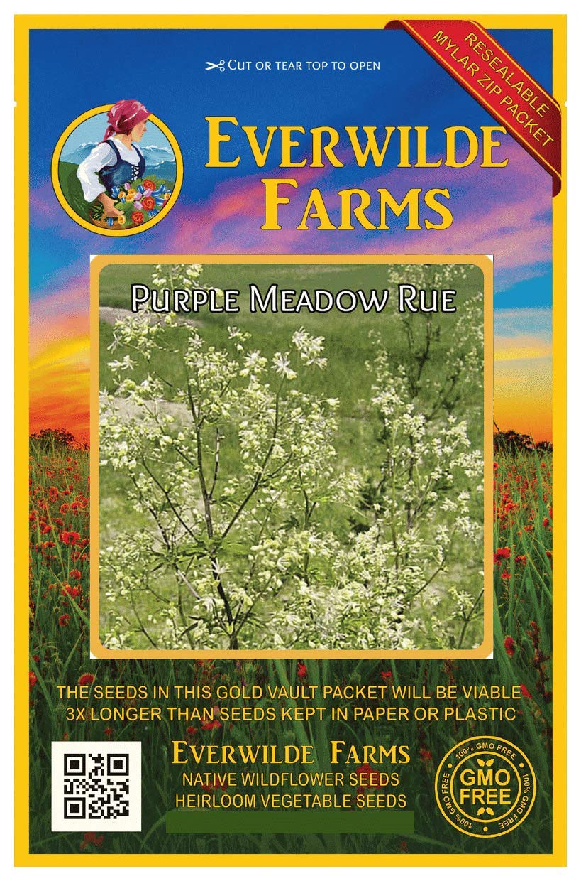 300 Purple Meadow Rue Native Wildflower Seeds - Everwilde Farms Gold Vault Jumbo Seed Packet - Perfect for Pollinator Gardens, Meadow Landscaping & Naturalized Areas