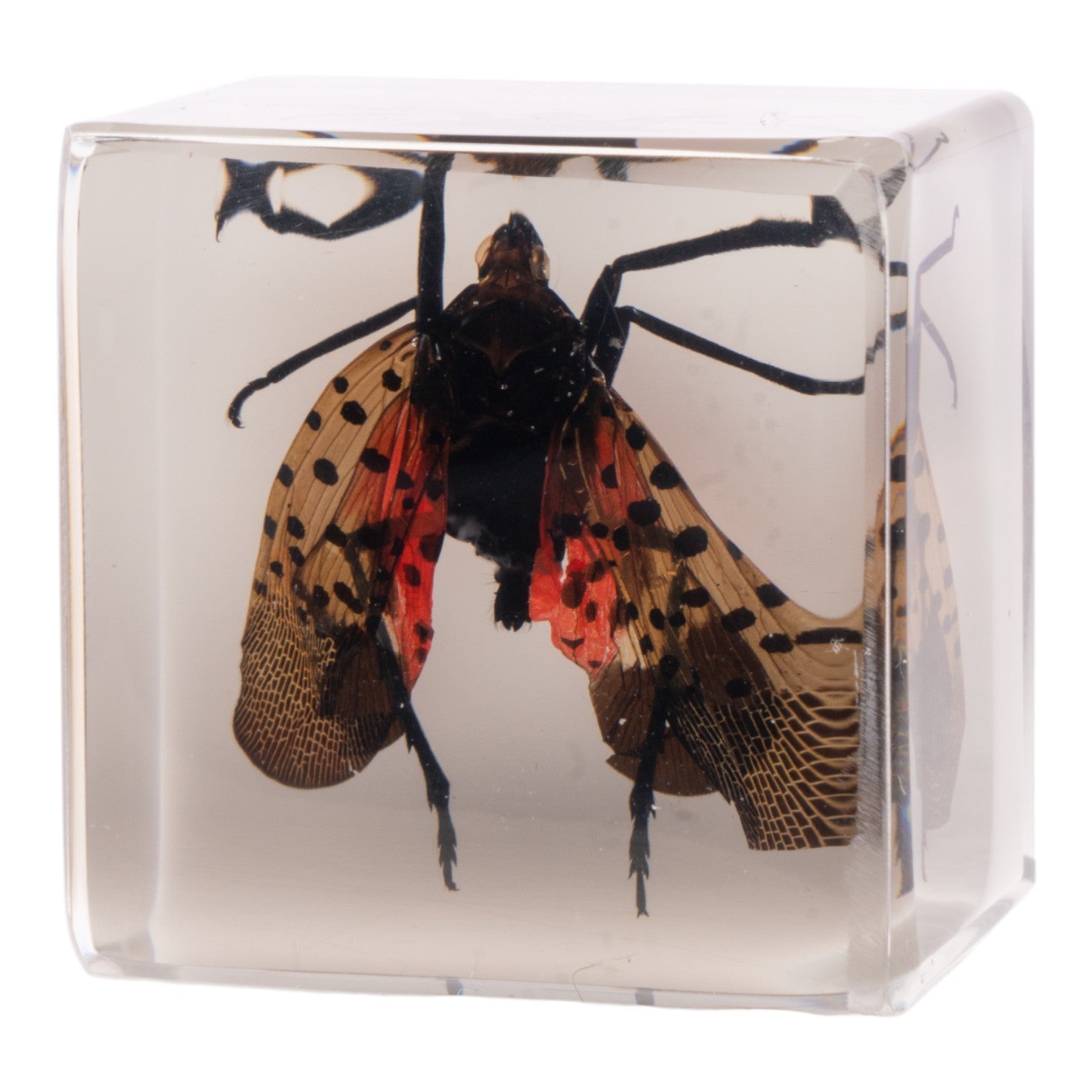 Real Spotted Lanternfly in Clear Acrylic Cube - Science Specimen Display Magnet for Fridge, Office & Classroom - Entomology Collectible & Unique Home Decor