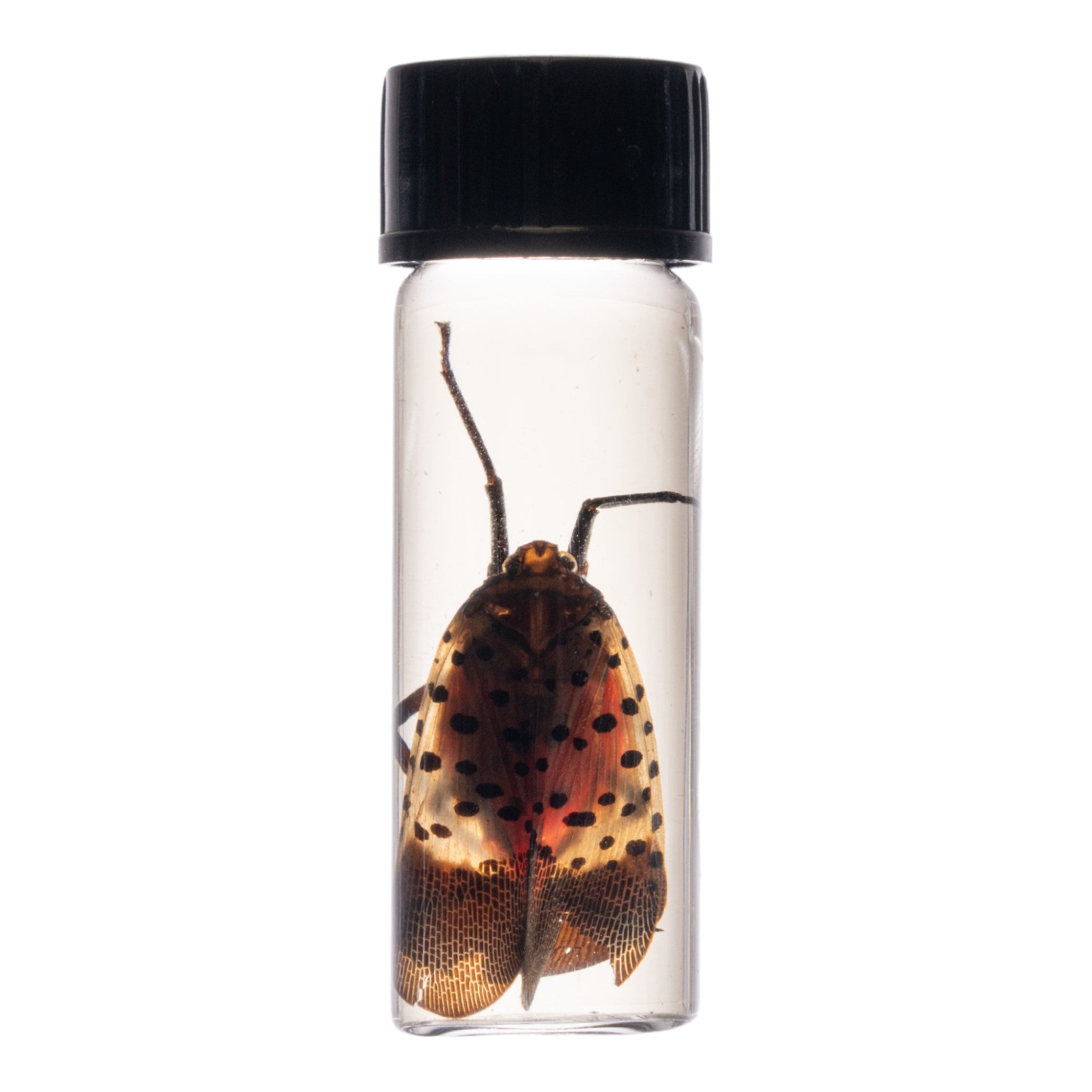 Authentic Spotted Lanternfly Wet Specimen for Entomology Study - Perfect for Science Classrooms, Insect Collections & Biology Research
