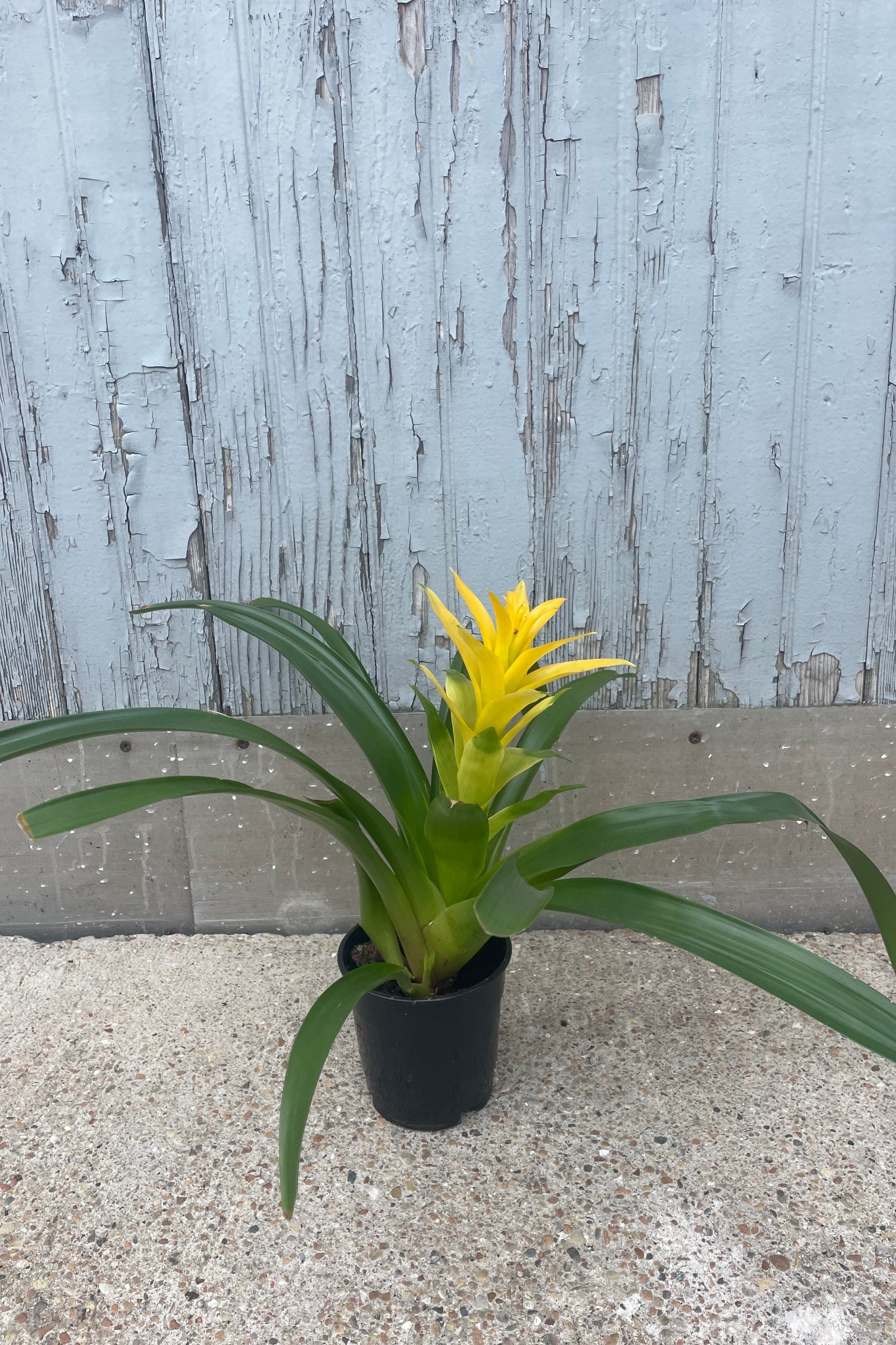 Bromeliad Plant - 5 Pack Live Air Plants for Home & Office Decor - Perfect for Terrariums, Wall Displays, and Indoor Greenery