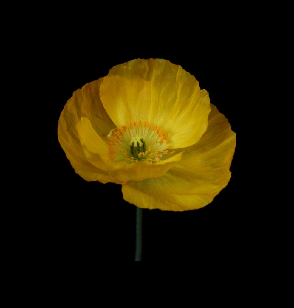5D DIY Diamond Painting Kit - Yellow Poppy Full Drill Art Craft (20x16 Inch) for Home Wall Decor, Stress Relief & Creative Gift | Realistic Floral Canvas Painting for Adults, Beginners & Art Lovers