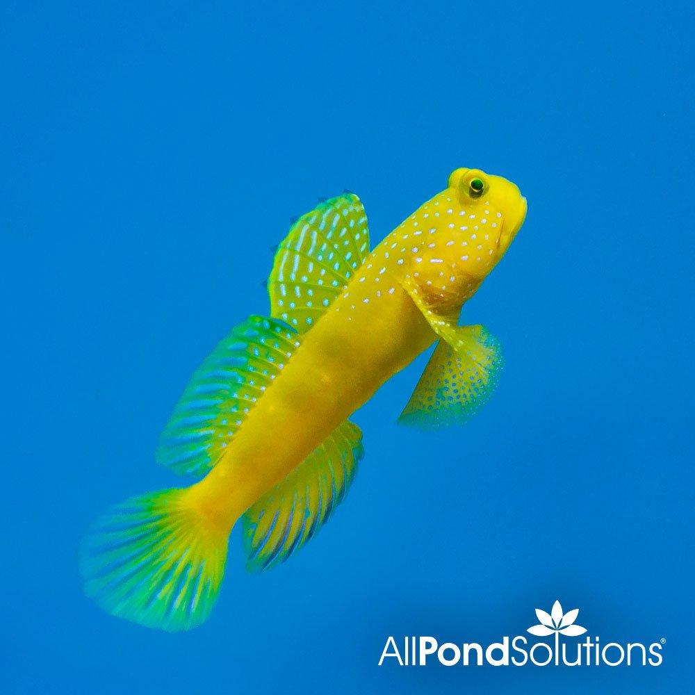 Yellow Watchman Goby Fish (Cryptocentrus cinctus) - Saltwater Aquarium Cleaner for Reef Tanks & Nano Aquascapes