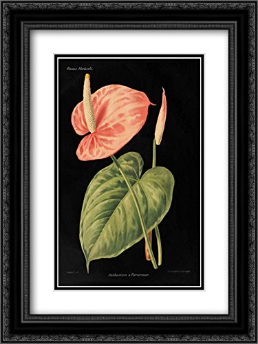 Wild Apple Portfolio 15x18 Black Ornate Framed Double Matted Museum Art Print - Anthurium Ferrierense Botanical Wall Decor for Living Room, Bedroom & Office
