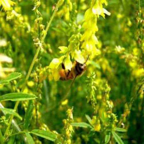 Outsidepride Yellow Sweet Clover Seeds - 20 lbs Biennial Cover Crop | Drought & Frost Resistant | Nitrocoated & Inoculated | For Forage, Honey Production & Pollinator Gardens | Ideal for Pastures, Beekeeping & Soil Improvement