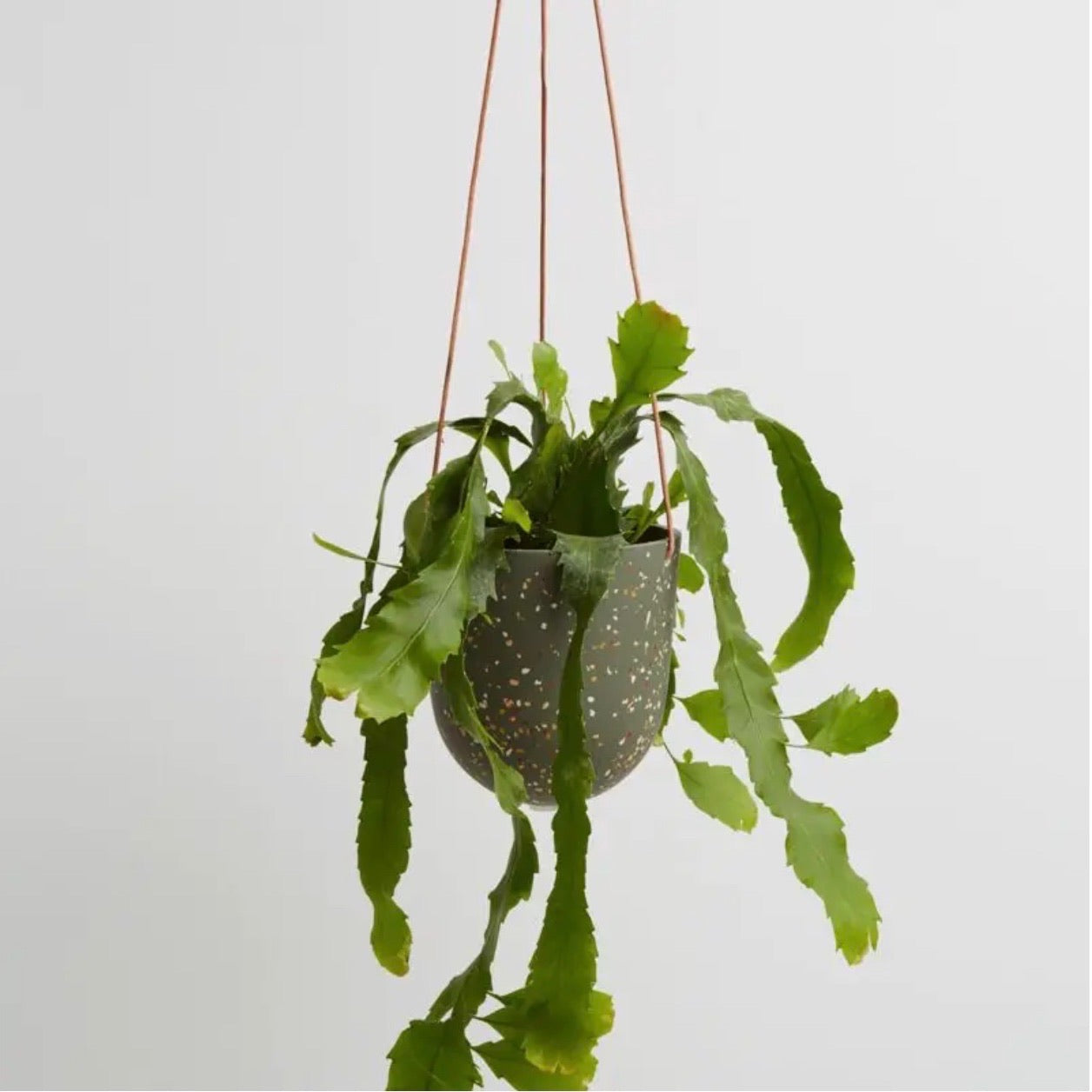 Agave Terrazzo Hanging Planter - Modern Succulent & Air Plant Holder for Home, Office, and Garden Decor