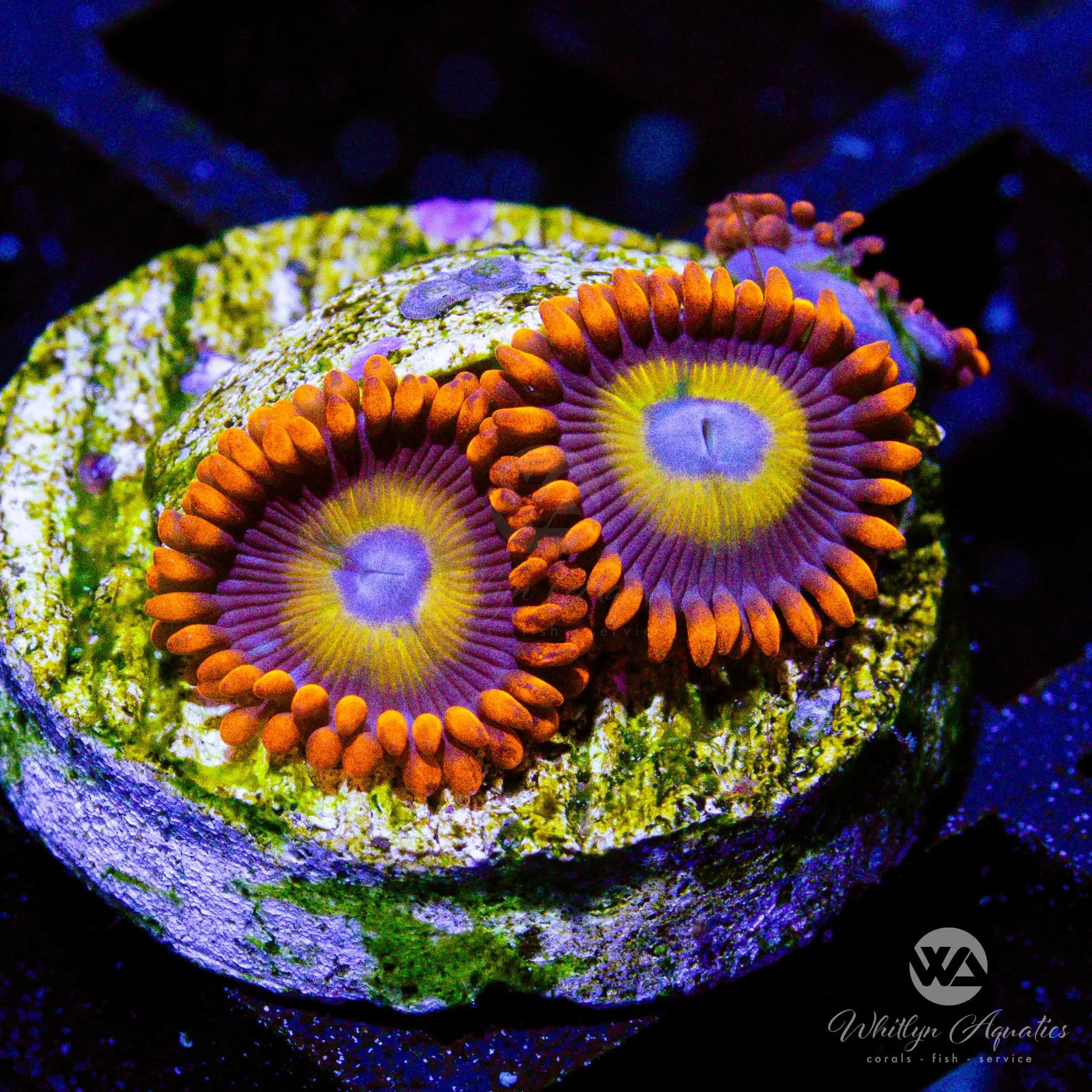 P3 BEBB Blondie Zoa Coral - Premium WYSIWYG Live Coral for Saltwater Aquariums | Perfect for Reef Tanks, Coral Frag Racks, and Aquatic Displays