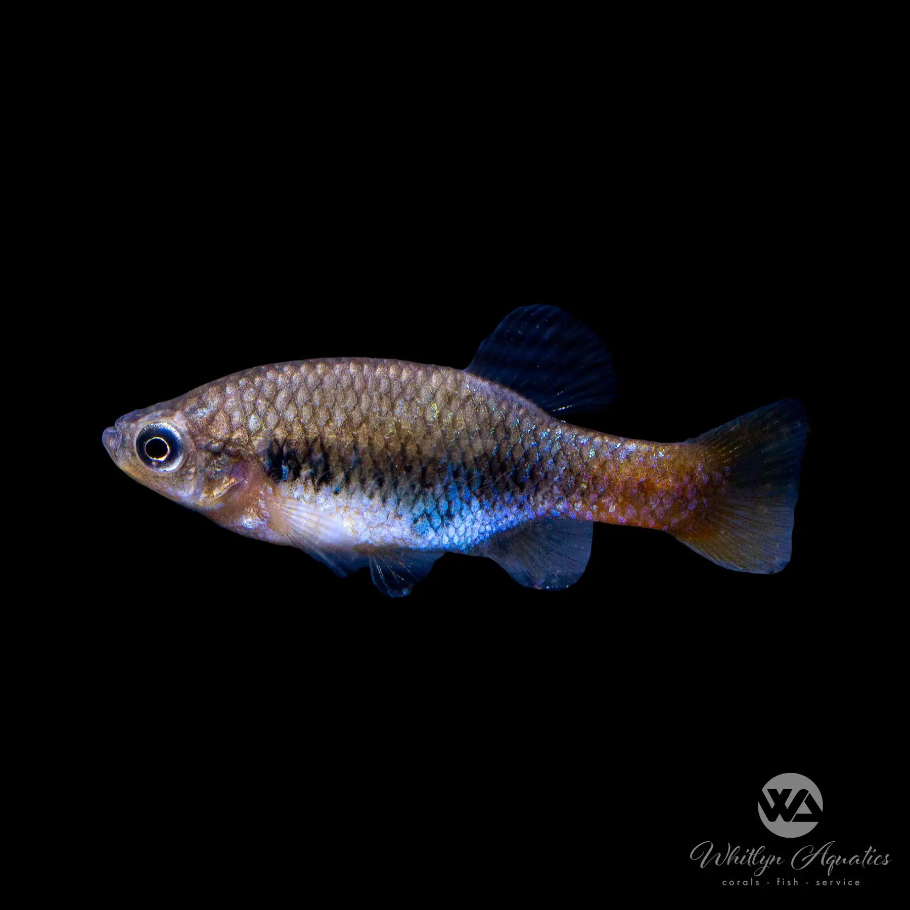 Rare Redtail Splitfin Goodeid (Xenotoca eiseni) - Live Aquarium Fish for Tropical Freshwater Tanks | Perfect for Community Aquariums & Fish Breeding Projects