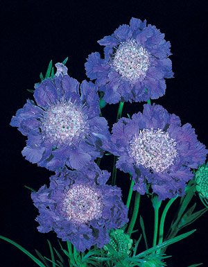 Premium Scabiosa Caucasica FAMA Deep Blue Flower Seeds - 1000 Count for Gardening, Landscaping & Bouquets | Perennial Cut Flowers for Borders, Containers & Pollinator Gardens
