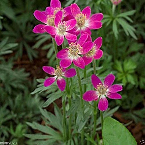 Anemone Multifida Rubra Seeds - 30 Pack, Partial Shade Tolerant, Attracts Bees & Butterflies - Perfect for Cottage Gardens, Pollinator Gardens & Natural Landscapes