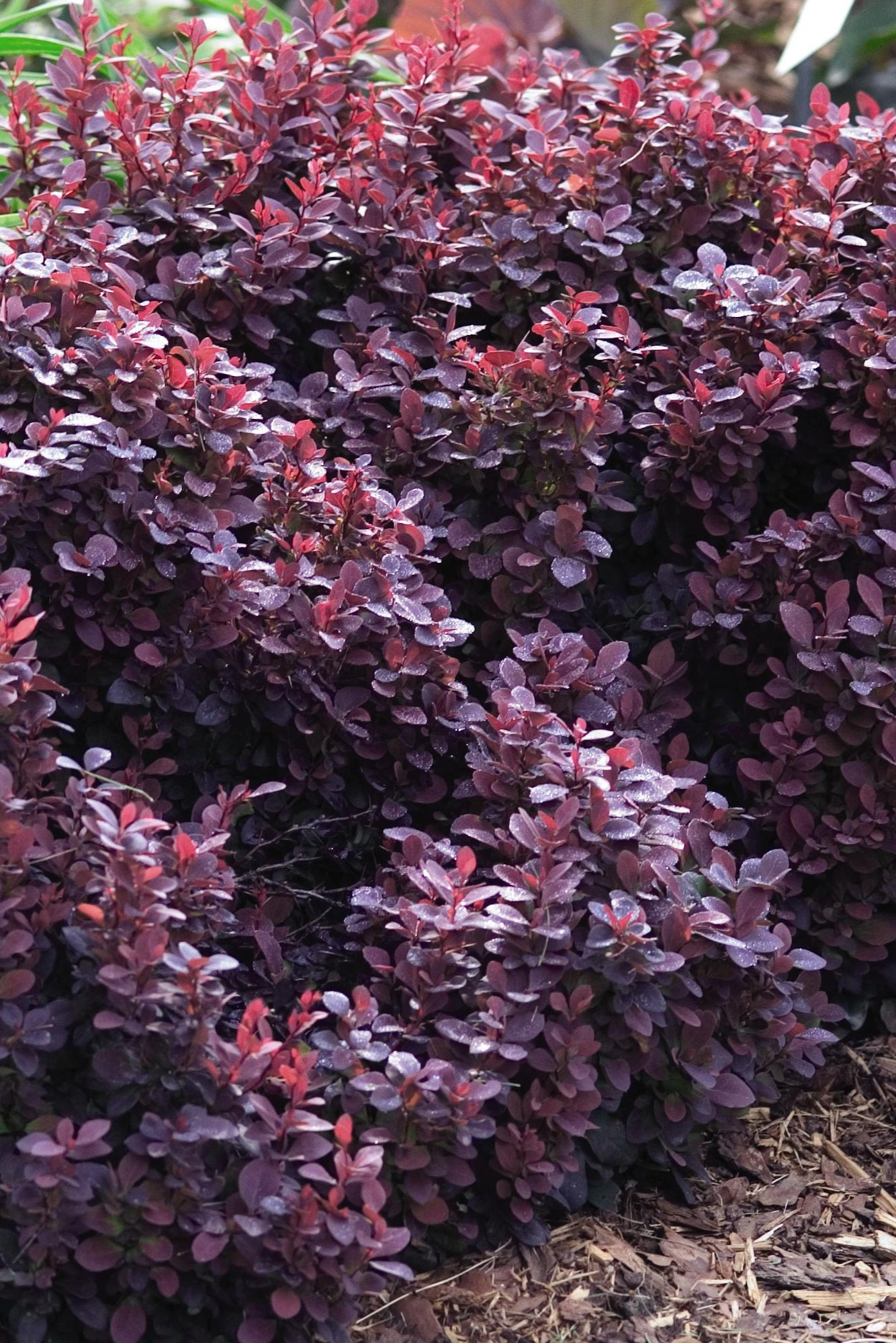 Concorde Japanese Barberry (Berberis thunbergii) #2 Size - Compact Deciduous Shrub for Landscaping, Hedge Borders & Garden Accents
