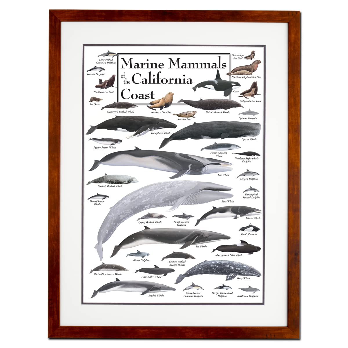 Earth Sky + Water - Marine Mammals of the California Coast - Double-Matted Framed Wall Art Poster with Honey Frame - Perfect for Beach House Decor, Ocean Theme Nursery, or Marine Biology Classroom