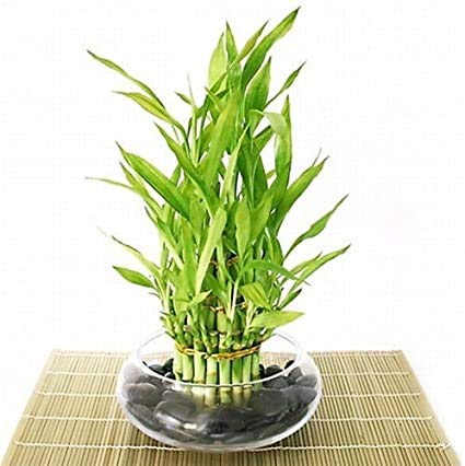 Jmbamboo Lucky Bamboo Plant - 3 Tiered Feng Shui Arrangement with Decorative Rocks & Glass Vase - Perfect for Home Office Desk Decor, Housewarming Gift & Zen Meditation Space