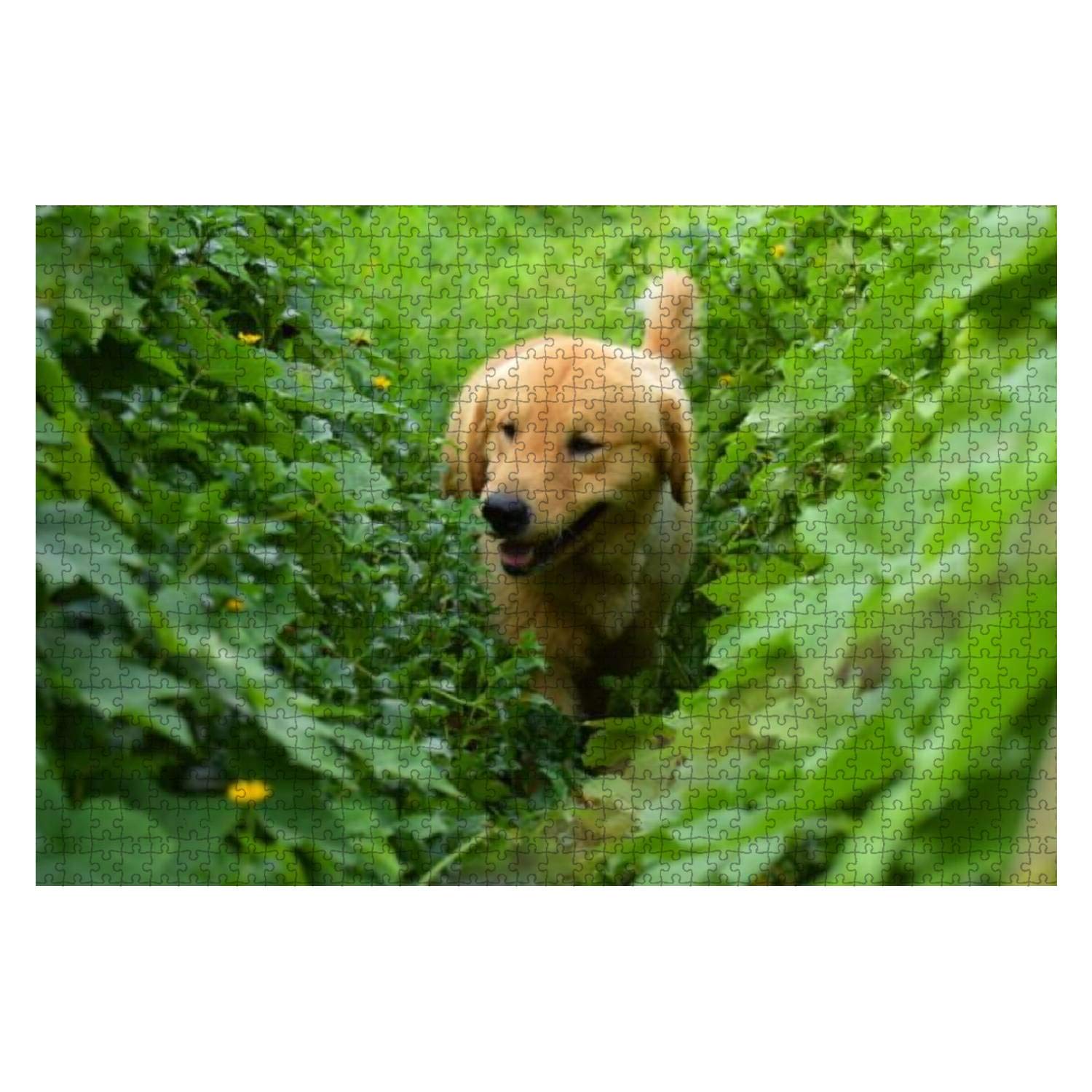 1000 Piece Wooden Jigsaw Puzzle - Golden Retriever Puppy Walking on Grass - Educational & Stress Relief Toy for Kids & Adults - Perfect for Family Game Nights, Classroom Activities & Relaxation Therapy