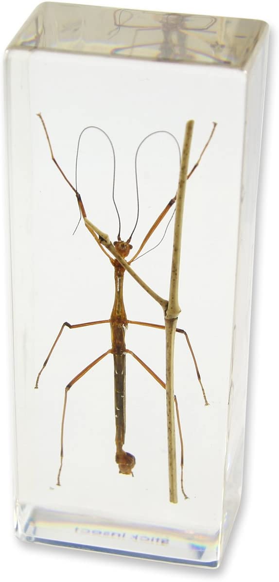 Acrylic Walking Stick Paperweight - Elegant and Functional Office Desk Decor for Gifts, Collectors, and Home Decoration | Perfect for Retirement, Birthday, and Anniversary Presents