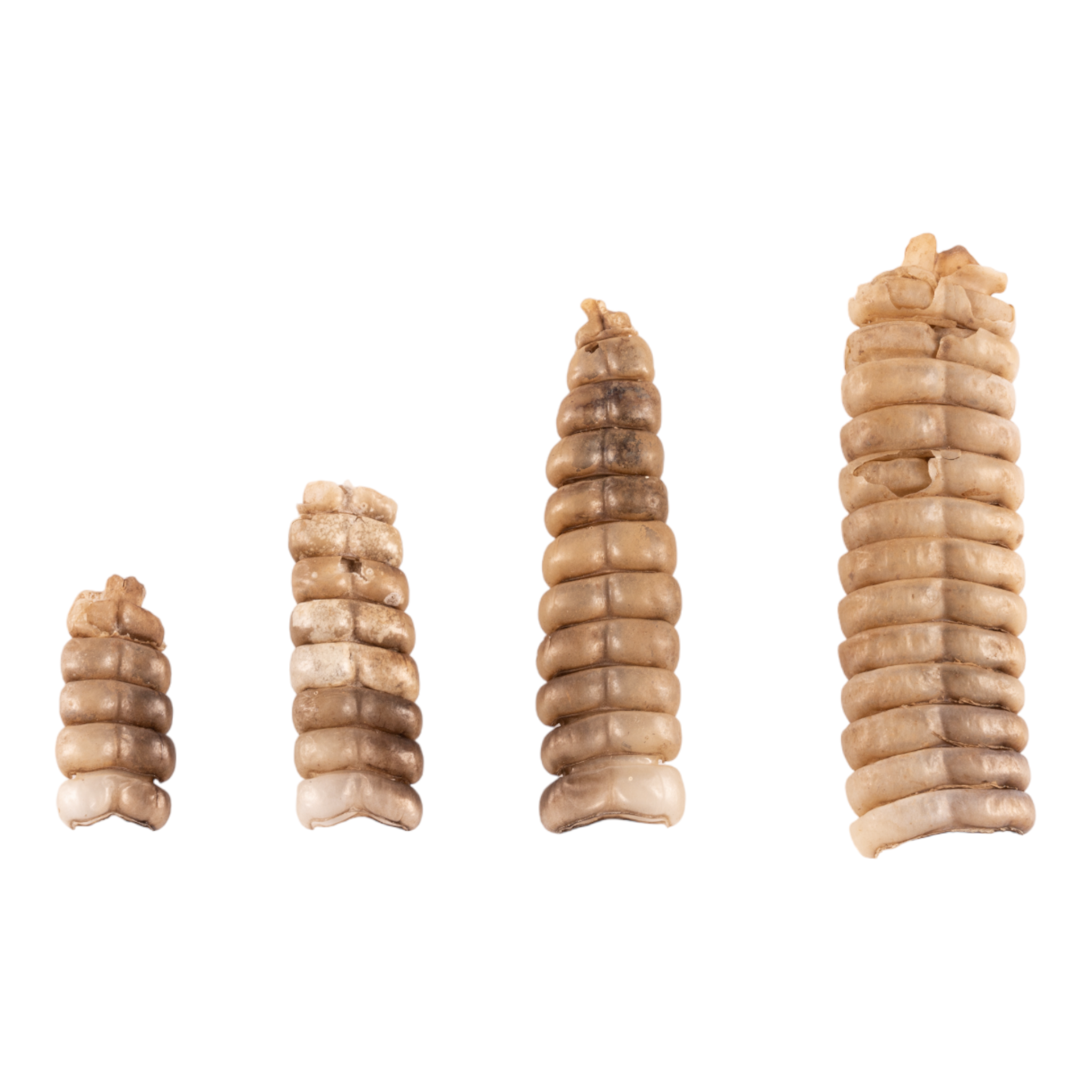 Authentic Real Rattlesnake Rattle - Genuine Snake Tail for Crafts, Jewelry Making & Western Decor | Perfect for DIY Projects, Native American Art & Home Decor