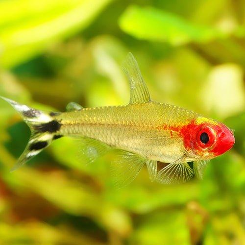 Rummynose Tetra Fish - Live Freshwater Aquarium Fish for Tropical Tanks | Perfect for Community Aquariums & Planted Tanks